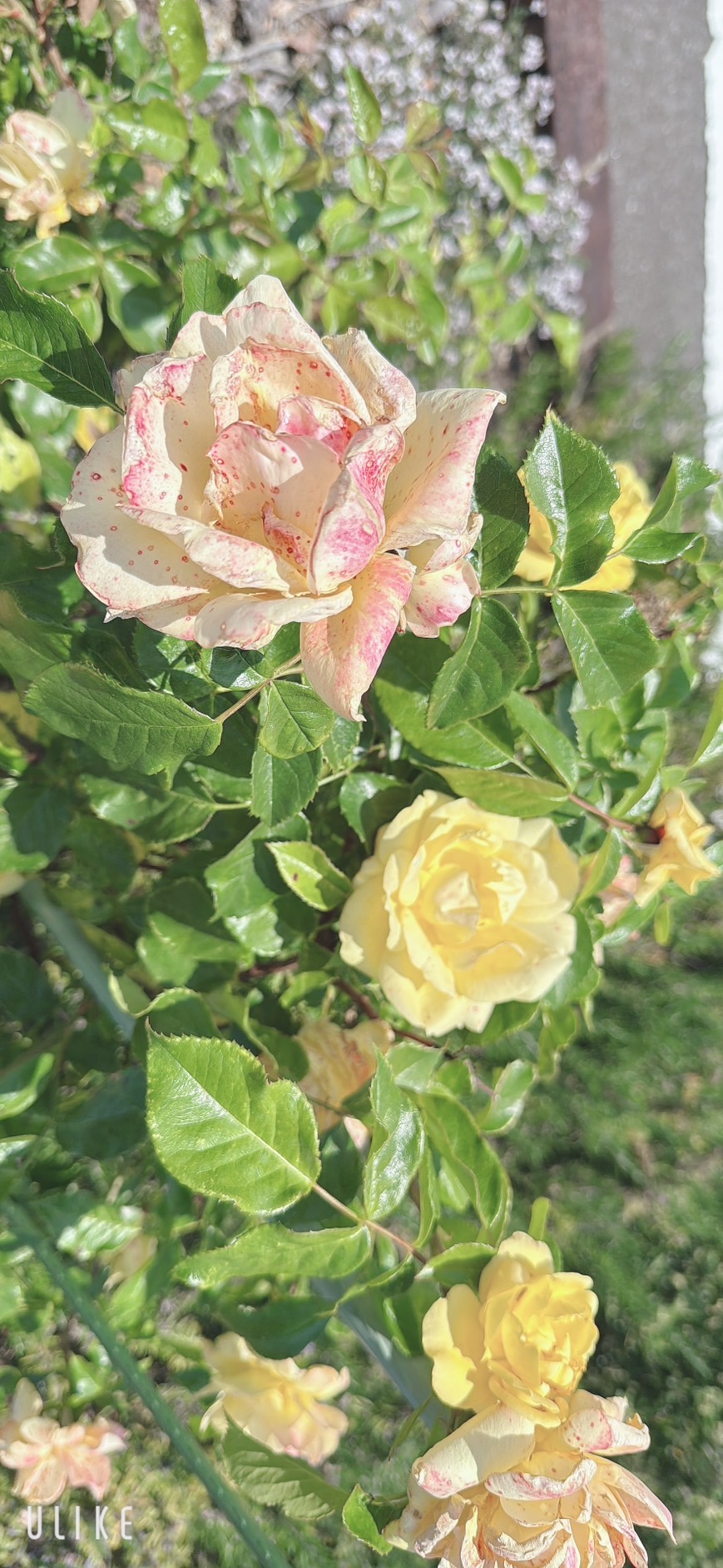 5月も半月が経ちました