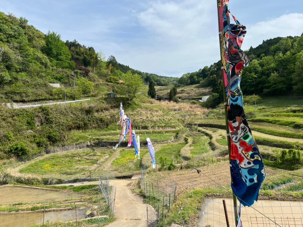 佐用の有名な棚田と鯉のぼり