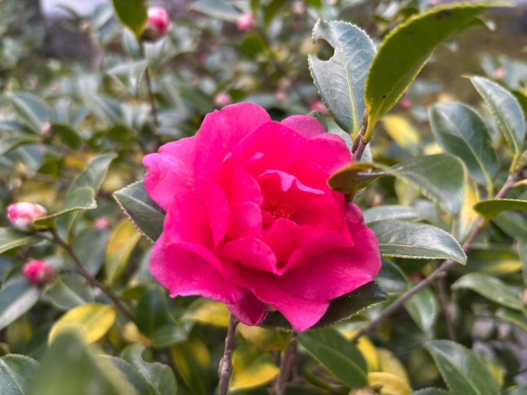 今日から1月です