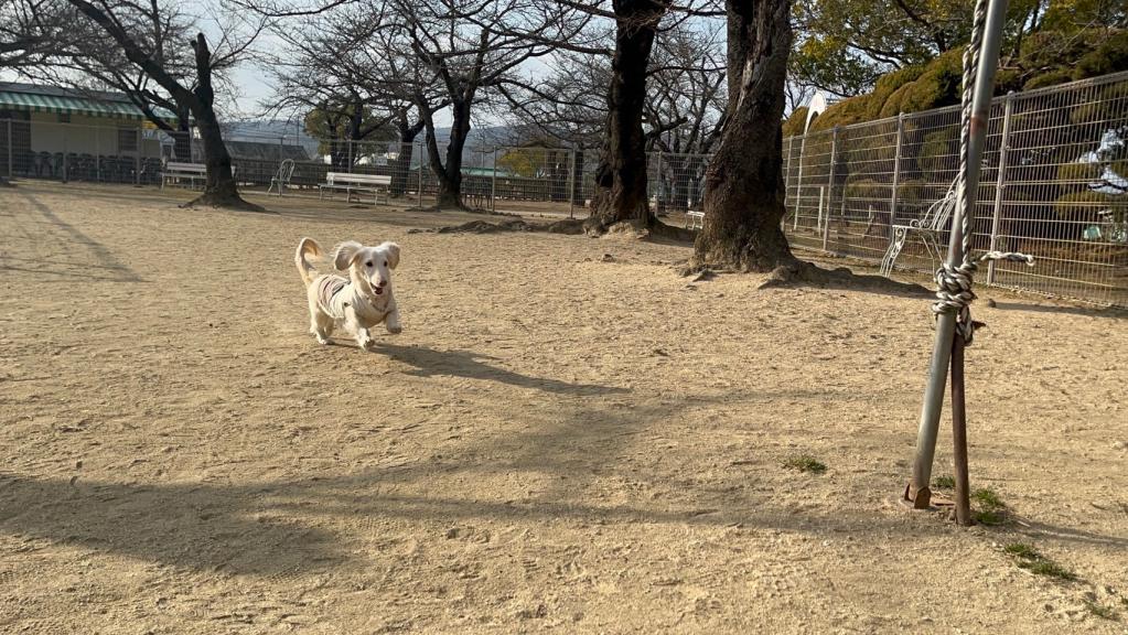 愛犬とのドッグラン！