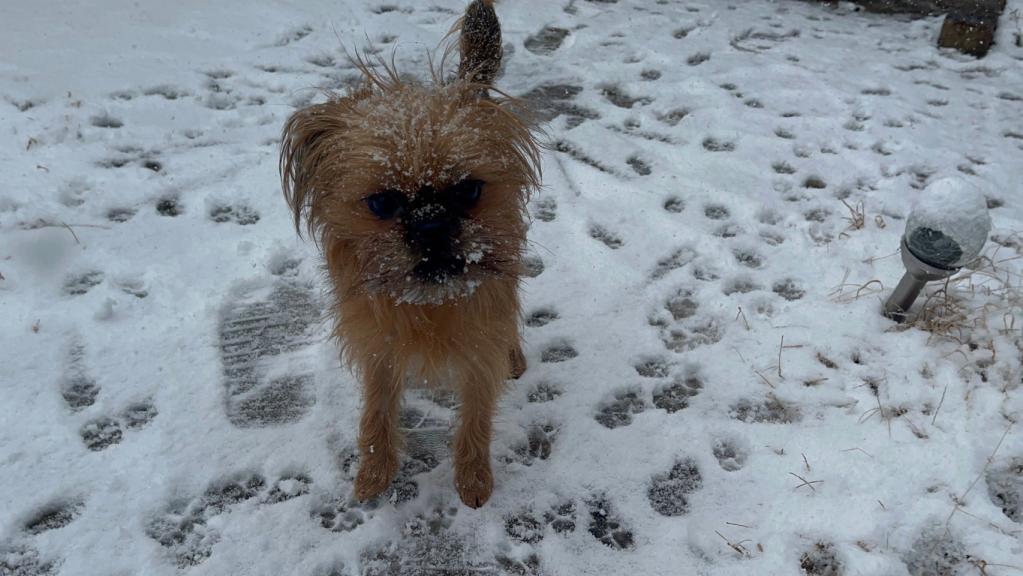 雪の日も、忘れられない一枚に❄️🐶
