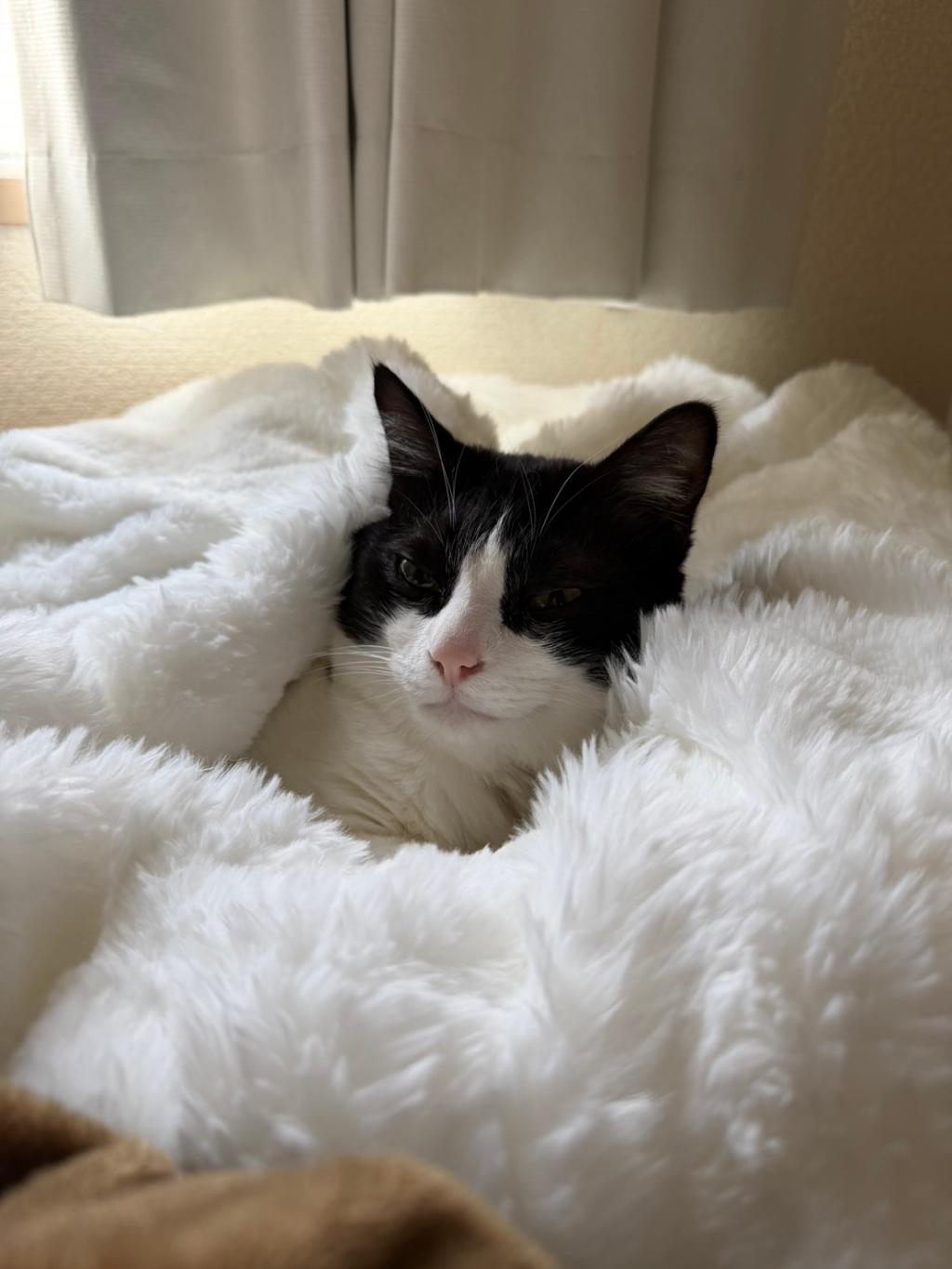 高画質とふわふわをGET！