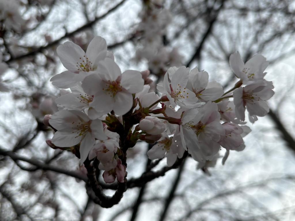 今日から４月です