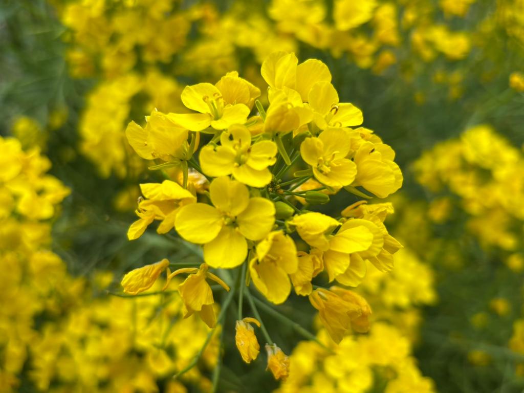 ４月も半月が経ちました