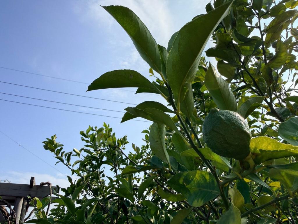 ８月も半月が経ちました