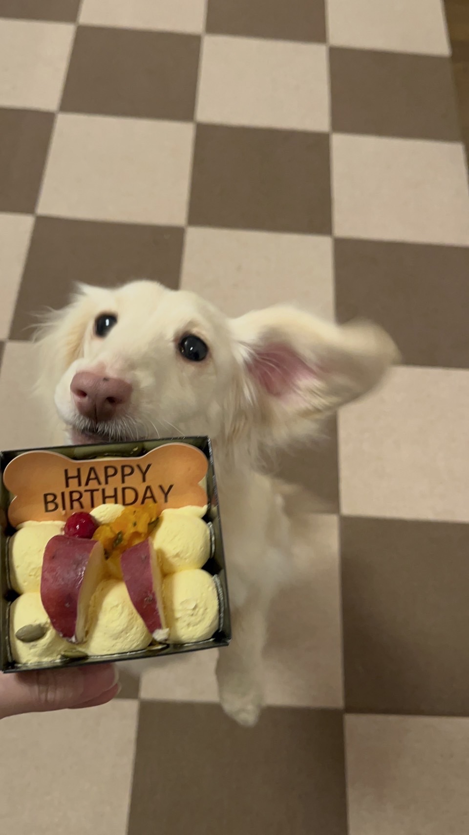 愛犬の誕生日をお祝いしました🎂